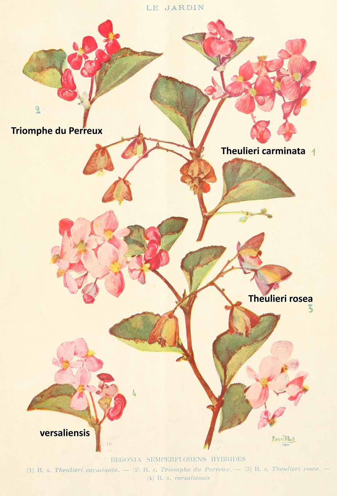 B. ‘Versaliensis’